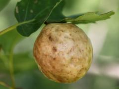 (Larger Empty Oak Apple Wasp) gall on Red Oak (Larger Empty Oak Apple Wasp) gall on Red Oak