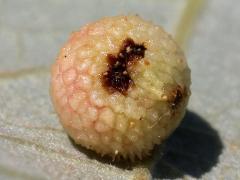 (Jewel Oak Gall Wasp) underside gall on Bur Oak (Jewel Oak Gall Wasp) underside gall on Bur Oak