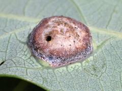 (Oak Wart Gall Wasp) underside gall on White Oak (Oak Wart Gall Wasp) underside gall on White Oak