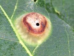 (Oak Wart Gall Wasp) upperside gall on White Oak (Oak Wart Gall Wasp) upperside gall on White Oak