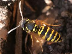 (Eastern Yellowjacket) hovering (Eastern Yellowjacket) hovering