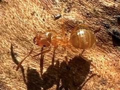(Lasius Fuzzy Ant) dorsal (Lasius Fuzzy Ant) dorsal