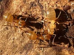 (Lasius Fuzzy Ant) trio (Lasius Fuzzy Ant) trio
