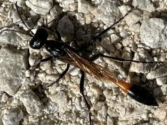 (Ammophila Thread-waisted Sand Wasp) dorsal (Ammophila Thread-waisted Sand Wasp) dorsal