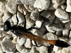 (Ammophila Thread-waisted Sand Wasp) lateral (Ammophila Thread-waisted Sand Wasp) lateral
