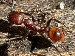 (Tennessee Collared Ant) dorsal (Tennessee Collared Ant) dorsal