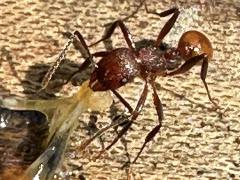 (Tennessee Collared Ant) frontal (Tennessee Collared Ant) frontal