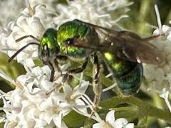 (Augochloropsis Sweat Bee) lateral (Augochloropsis Sweat Bee) lateral