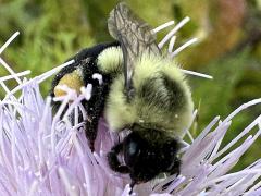 (Common Eastern Bumble Bee) face on Field Thistle (Common Eastern Bumble Bee) face on Field Thistle