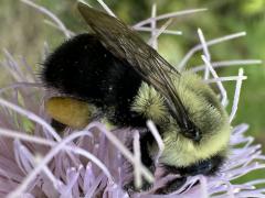 (Common Eastern Bumble Bee) lateral on Field Thistle (Common Eastern Bumble Bee) lateral on Field Thistle