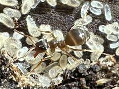 (Lasius Fuzzy Ant) dorsal larvae (Lasius Fuzzy Ant) dorsal larvae
