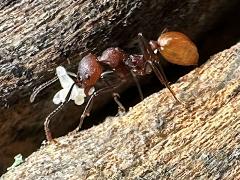 (Tennessee Collared Ant) carrying larvae (Tennessee Collared Ant) carrying larvae