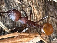 (Tennessee Collared Ant) dorsal (Tennessee Collared Ant) dorsal