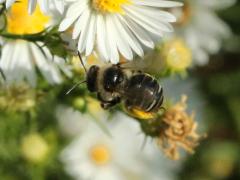 (Drury's Long-horned Bee) female flying (Drury's Long-horned Bee) female flying