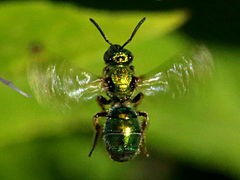 (Augochlorine Sweat Bee) cruising (Augochlorine Sweat Bee) cruising