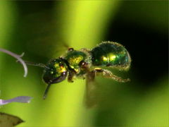 (Augochlorine Sweat Bee) flying (Augochlorine Sweat Bee) flying