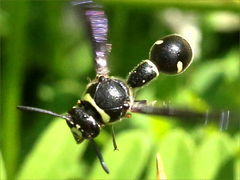 (Fraternal Potter Wasp) cruising (Fraternal Potter Wasp) cruising