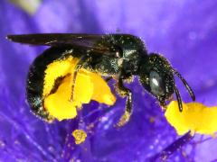 () (Small Carpenter Bee) Zadontomerus on Common Spiderwort