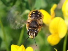 (European Woolcarder Bee) hovering (European Woolcarder Bee) hovering