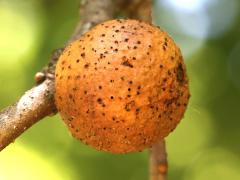 () (Oak Rough Bulletgall Wasp) gall on Chinquapin Oak