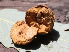 () (Oak Rough Bulletgall Wasp) open gall on Chinquapin Oak