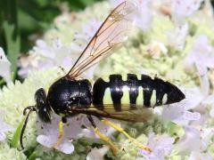 () (Four-banded Stink Bug Hunter) crawling on Slender Mountain Mint
