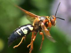 (Eastern Cicada Killer) female flying (Eastern Cicada Killer) female flying