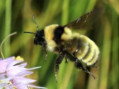 (Yellow Bumble Bee) flying (Yellow Bumble Bee) flying