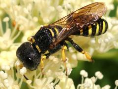 (Ect. Square-headed Wasp) profile