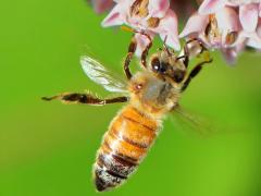 (European Honey Bee) landing on Common Milkweed (European Honey Bee) landing on Common Milkweed