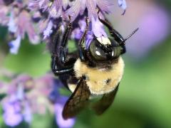 (Eastern Carpenter Bee) male on Sage (Eastern Carpenter Bee) male on Sage