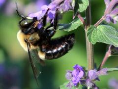 (Eastern Carpenter Bee) male profile on Sage (Eastern Carpenter Bee) male profile on Sage