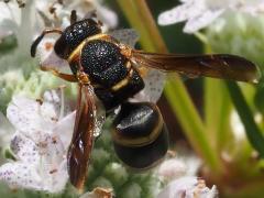 (Hidalgo Mason Wasp) dorsal (Hidalgo Mason Wasp) dorsal