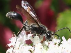 (Mexican Grass-carrying Wasp) lateral (Mexican Grass-carrying Wasp) lateral