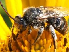 (Melissodes Long-horned Bee) male (Melissodes Long-horned Bee) male
