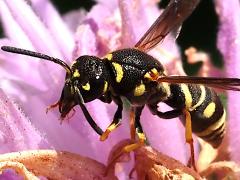 (Leionotus Potter Wasp) grooming (Leionotus Potter Wasp) grooming