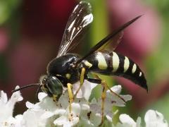 (Four-banded Stink Bug Hunter) feeding (Four-banded Stink Bug Hunter) feeding