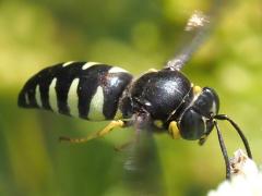 (Four-banded Stink Bug Hunter) gliding (Four-banded Stink Bug Hunter) gliding