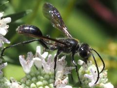 (Mexican Grass-carrying Wasp) feeding (Mexican Grass-carrying Wasp) feeding