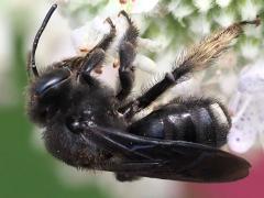 (Two-spotted Long-horned Bee) female lateral (Two-spotted Long-horned Bee) female lateral