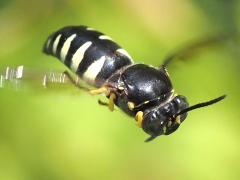 (Four-banded Stink Bug Hunter) hovering (Four-banded Stink Bug Hunter) hovering