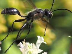 (Mexican Grass-carrying Wasp) liftoff (Mexican Grass-carrying Wasp) liftoff