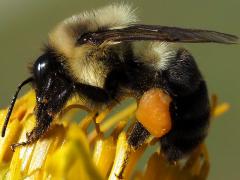 (Common Eastern Bumble Bee) female pollen basket (Common Eastern Bumble Bee) female pollen basket