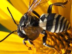 (Lunate Longhorn Cuckoo Bee) dorsal (Lunate Longhorn Cuckoo Bee) dorsal