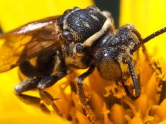 (Lunate Longhorn Cuckoo Bee) head (Lunate Longhorn Cuckoo Bee) head