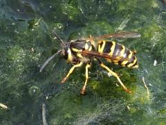 (Eastern Yellowjacket) dorsal (Eastern Yellowjacket) dorsal