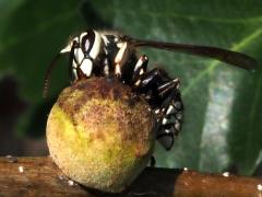 (Oak Rough Bulletgall Wasp) drinking gall Bald-faced Hornet (Oak Rough Bulletgall Wasp) drinking gall Bald-faced Hornet