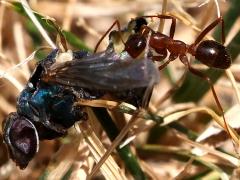 (Variable Field Ant) hunts fly (Variable Field Ant) hunts fly
