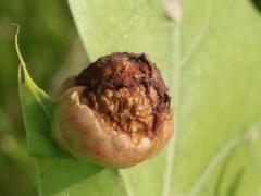 (Succulent Oak Gall Wasp) underside gall on Pin Oak (Succulent Oak Gall Wasp) underside gall on Pin Oak