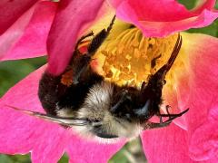 (Common Eastern Bumble Bee) head (Common Eastern Bumble Bee) head